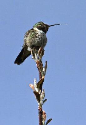 Broad-tailed Hummingbird sticking out his tongue