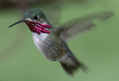 Calliope Hummingbird