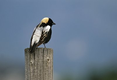 Bobolink