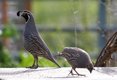 California Quail