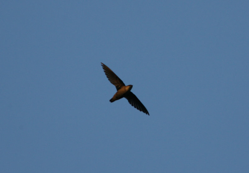 080624 a Chimney Swift Chaetura pelagica Best Western Pomton Plain_redigerad-1.jpg