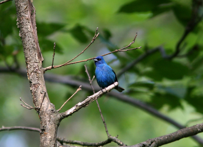 080624c Indigo Bunting Passerina cyanea Clinton dam Pequannok.jpg