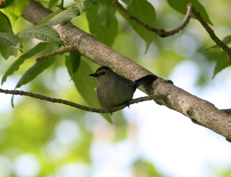 080624e Gray Catbird Dumetella carolinensis Clinton dam Pequannok.jpg