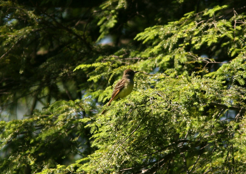 080625j Great Crested Flycatcher Myiarchus crinitus Pequannok.jpg