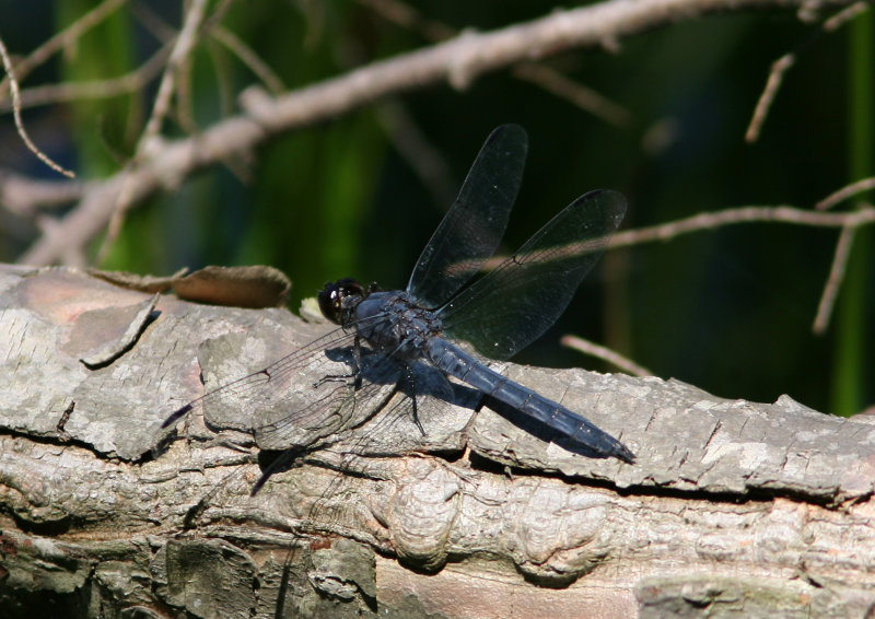 080625m Chalk-fronted Corporal - Ladona julia Pequannok.jpg