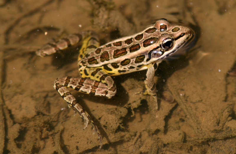 080625o Frog sp Pequannok.jpg