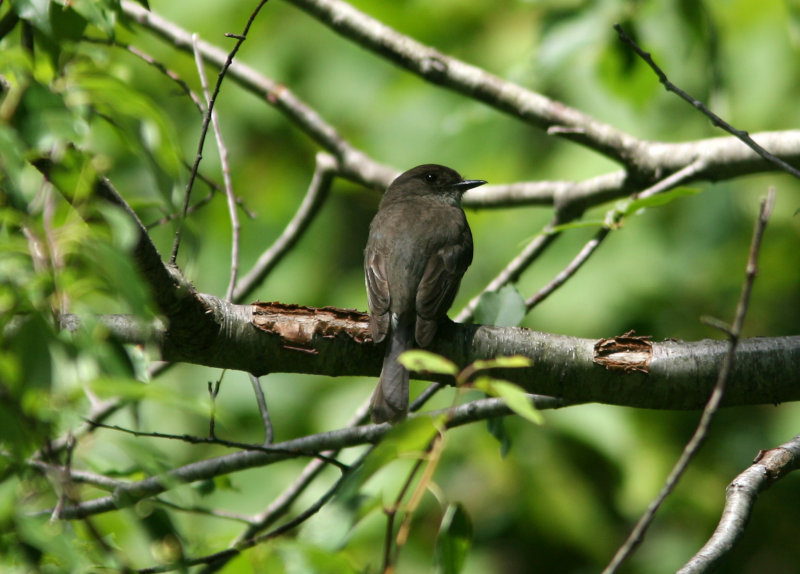 080625p Eastern Phoebe Sayornis phoebe Pequannok.jpg