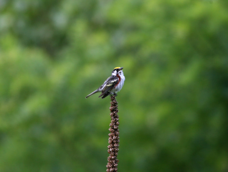 080625r Chestnut-sided Warbler Dendroica pensylvanica Paradise Road Pequannok.jpg