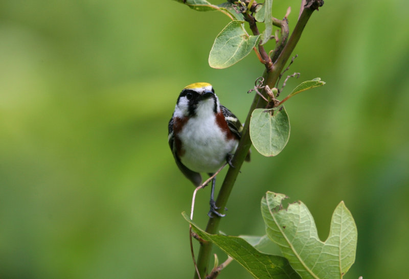 080625s Chestnut-sided Warbler Dendroica pensylvanica Paradise Road Pequannok.jpg