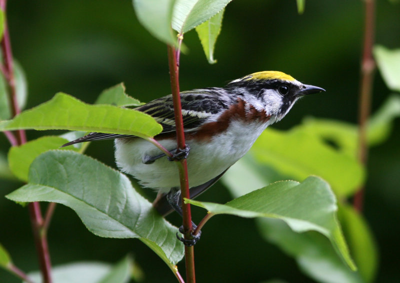 080625u Chestnut-sided Warbler Dendroica pensylvanica Paradise Road Pequannok.jpg