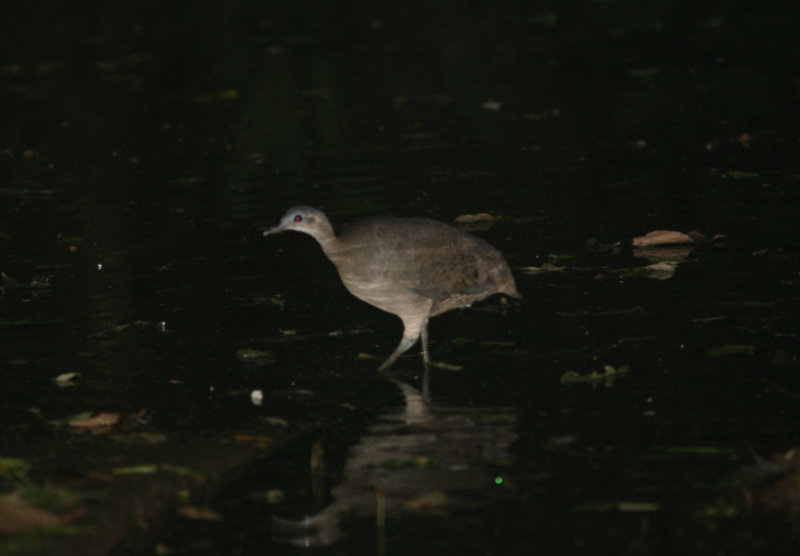 Great Tinamou Tinamaus major La Selva OET Costa Rica 20100223a.jpg