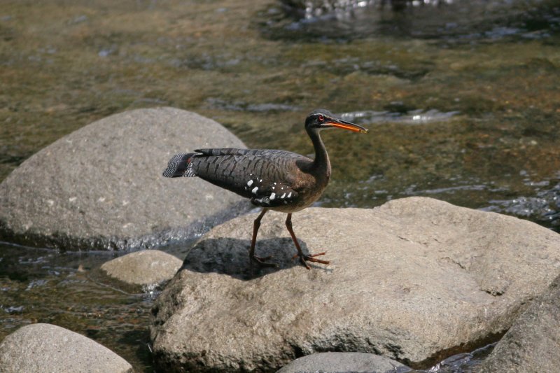 1j Sunbittern Eurypyga helias Corinto Stream Costa Rica 20100224 b.jpg