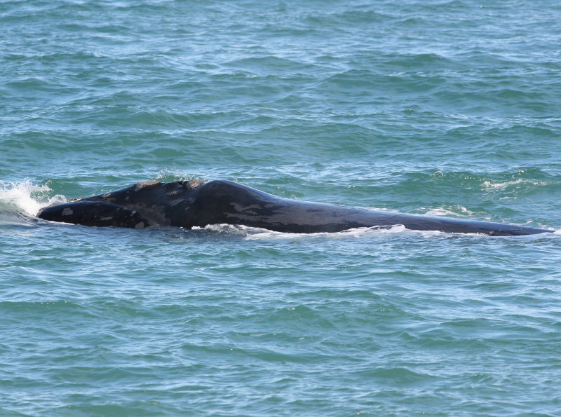 4  Southern Right Whale Eubalaena australis Peninsula Valdez 20101102a.jpg