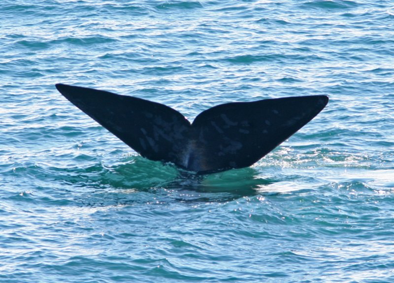 5 Southern Right Whale Eubalaena australis Peninsula Valdez 20101103a.jpg