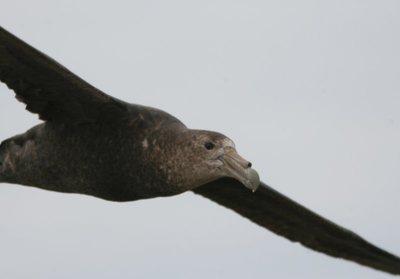 1103 Antarctic Giant Petrel, Macronectes giganteus, Peninsula Valdez, Argentina, 20101103a.jpg