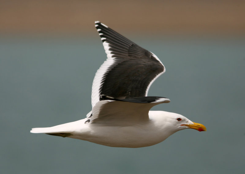 1103 Kelp Gull, Larus Dominicanus, ad, Peninsula Valdez, Argentina,  20101103.jpg