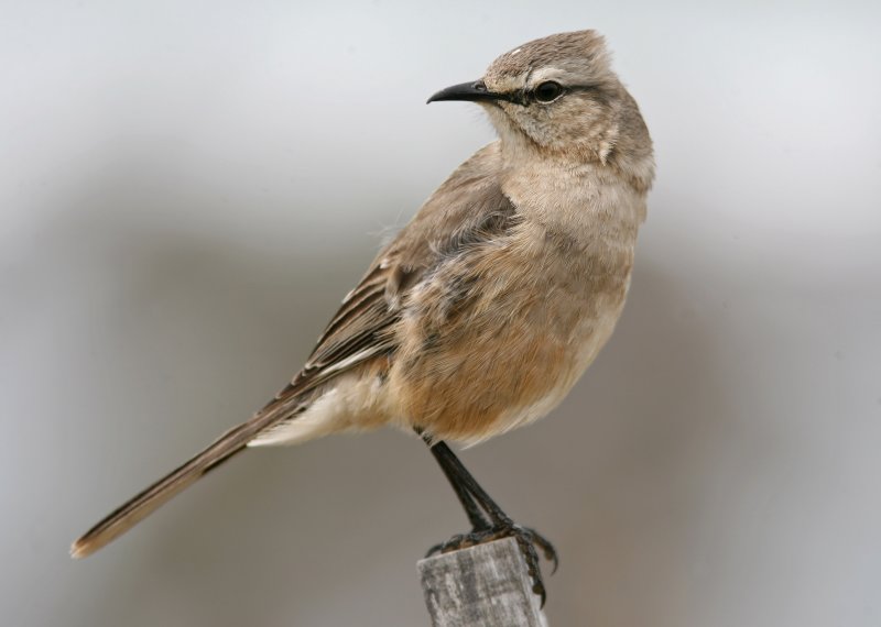 1103 Patagonian Mockingbird, Mimus patagonicus, Peninsula Valdez, Argentina 20101103.jpg