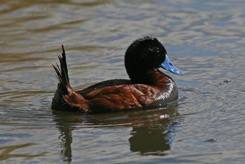 1105 Andean Duck, Oxyura ferruginea, male, Lagua Nimez, Argentina, 20101105.jpg