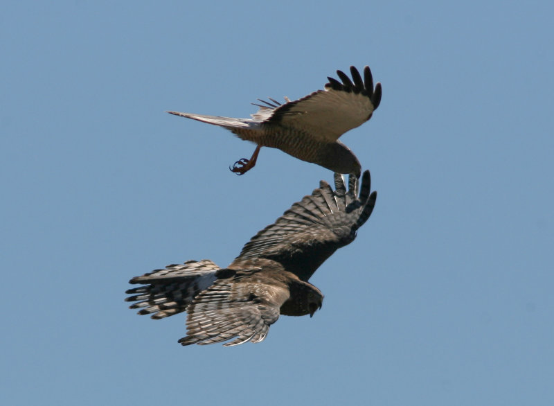 1105 Cinereous Harrier, Circus cinereus, courtship, Laguna Nimez, Argentina, 20101105.jpg