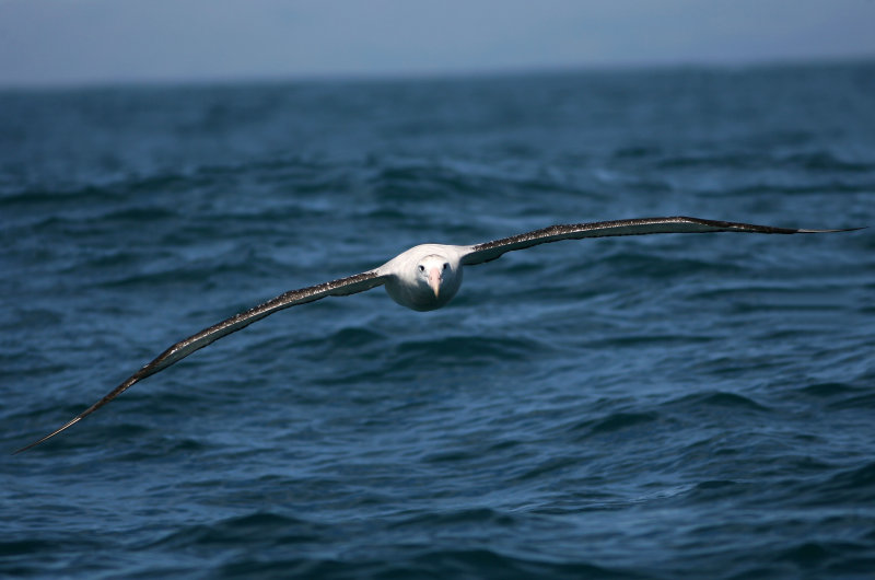 071205 1k Gibsons Wandering Albatross Diomedea exulans gibsoni imm Kaikura_redigerad-1.jpg