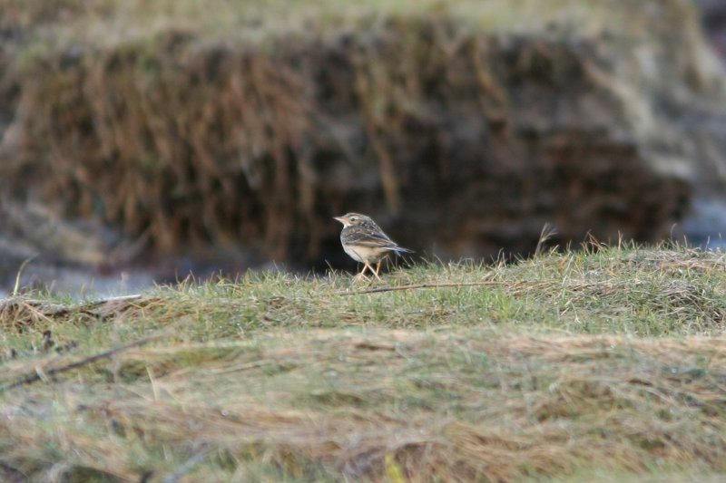 080301 Blyths Pipit Anthus godlewskii Apelviken Halland.jpg