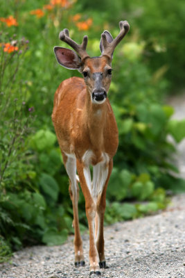 080625q White-tailed Deer Odocoileus virginianus Pequannok.jpg
