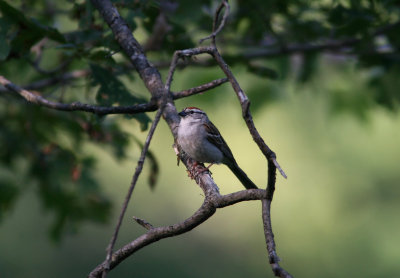 080625x Chipping Sparrow Spizella passerina Pequannok.jpg