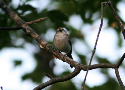 080625y Chipping Sparrow Spizella passerina Pequannok.jpg