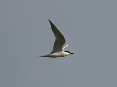 080626r Gull-billed Tern Sterna nilotica The Meadows Cape May.jpg