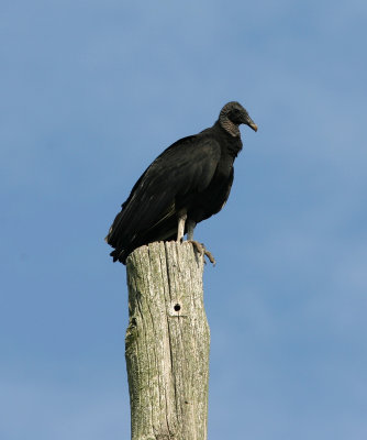 080628ha Black Vulture Coragyps atratus The Beanery.jpg