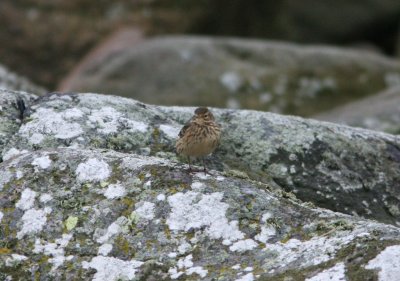 american_pipit
