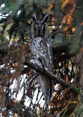 090101 Northern Long-eared Owl Asio otus Lomma Fure.jpg