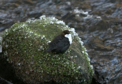 090102 White-throated Dipper Cinclus cinclus Övedskloster.jpg