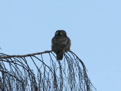 090102  Northern Hawk Owl Surnia ulula sjbo.jpg