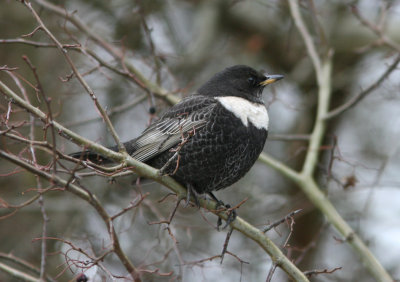090108a Ring Ouzel Turdus torquatus male wp Löddesnäs.jpg