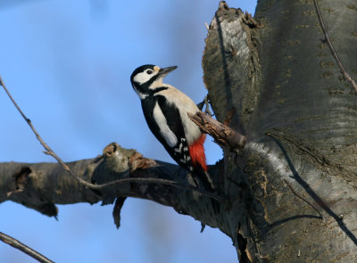090213a Great Spotted Woodpecker Dendrocopos major female Alnarpsparken.jpg