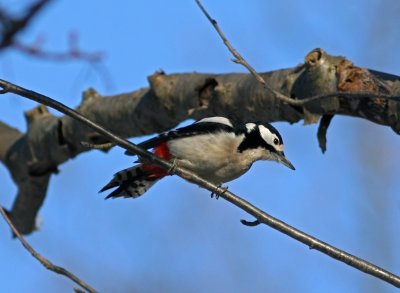 090213b Great Spotted Woodpecker Dendrocopos major female Alnarpsparken.jpg