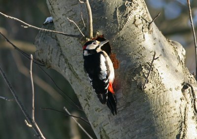 090213c Great Spotted Woodpecker Dendrocopos major male Alnarpsparken.jpg