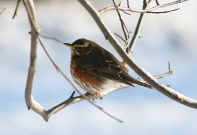 090217 Redwing Turdus iliacus 2cy Alnarpsparken.jpg