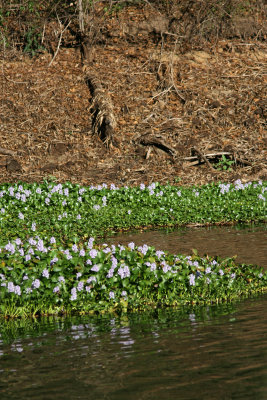 081026f Water Hyacinth Pistia crassipes Ankarafantsika.jpg