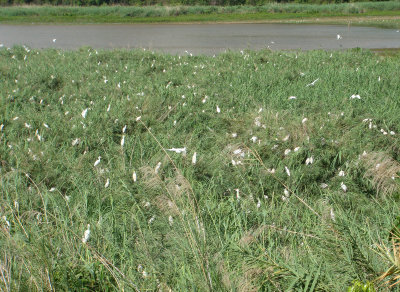 081027 Ankarafantsika Cattle Egrets.jpg