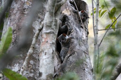 A3 081027 Milne-Edwards Sportive Lemur Lepilemur edwardsi Ankarafantsika.jpg