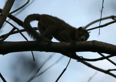 A4 081027 Mongoose Lemur Lemur Mongoz Ankarafantsika.jpg