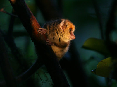 A7 081101 Brown Mouse-lemur Microcebus rufus Ranomafana.jpg