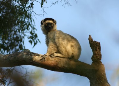 A8 081103a Verreauxs Sifaka Propithecus verreauxi Zombitsy forest.jpg