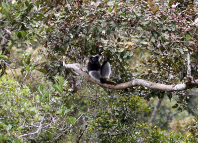 B2 081109 Indri Indri indri Andisabe-Mantady.jpg