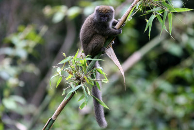 B3 081109 Lesser Bamboo Lemur Hapalemur griseus Andisabe-Mantady.jpg