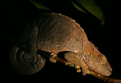 B9 081101a Calumma brevicornis Chameleon Ranomafana.jpg