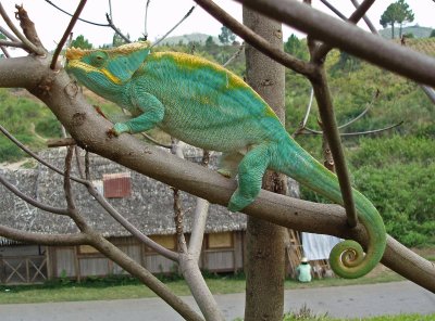 C1 081101Ag Calumma parsonii chameleon Ranomafana.jpg