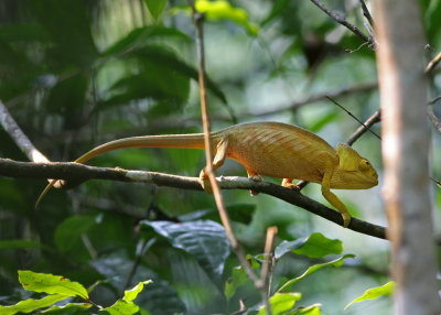 C3 081108 Calumma parsonii cristifer Chameleon Andasibe-Mantady NP .jpg